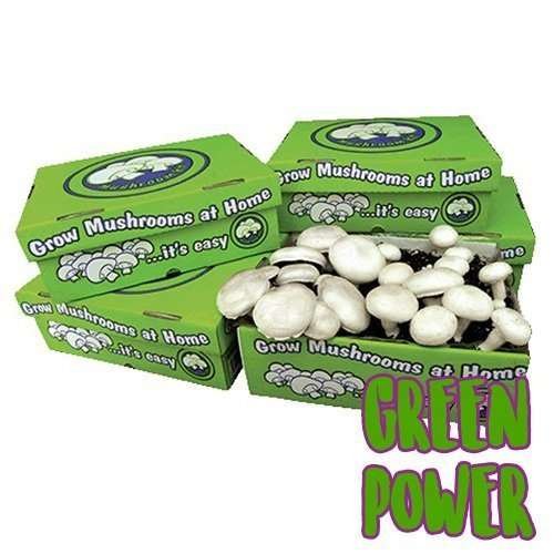 Mushroom Kit Portobello 100 Natural and Australian Made