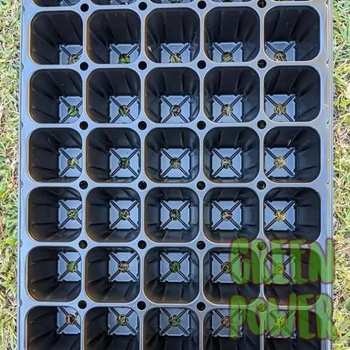 50 Cell Seedling Tray - Image 2