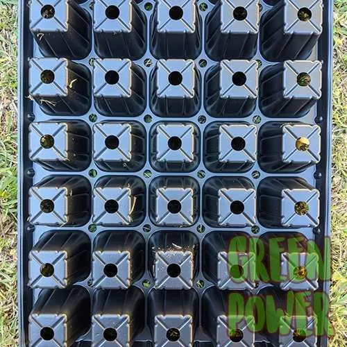 50 Cell Seedling Tray - Image 3