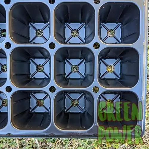50 Cell Seedling Tray - Image 4