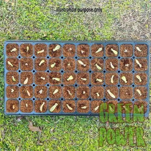 50 Cell Seedling Tray - Image 8
