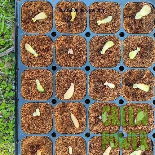 50 Cell Seedling Tray - Image 9