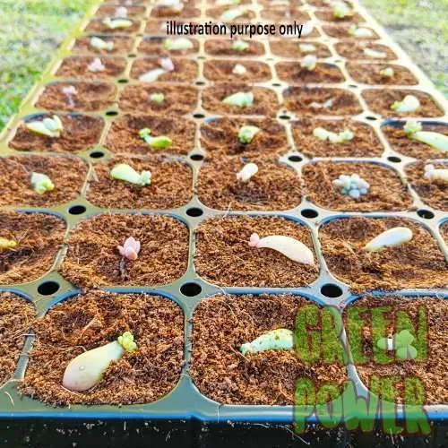 50 Cell Seedling Tray - Image 10