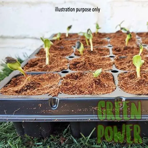 50 Cell Seedling Tray - Image 11