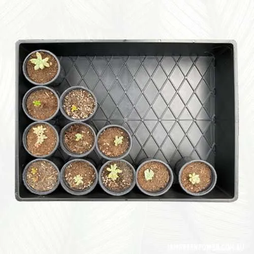 Multipak Large Tray - Image 5