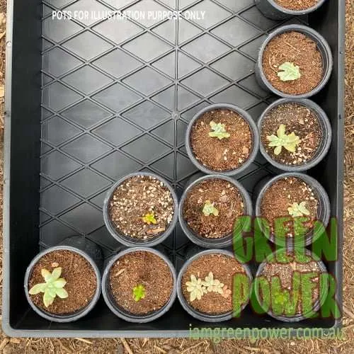 Multipak Large Tray - Image 4
