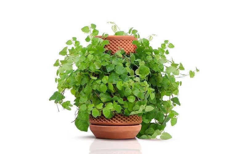 Terracotta Self Watering Ceramic Pot - Image 4