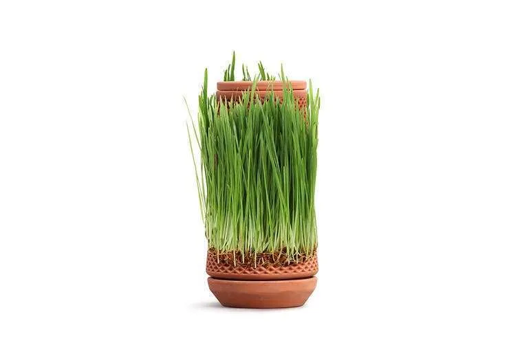 Terracotta Self Watering Ceramic Pot - Image 7