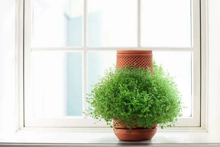 Terracotta Self Watering Ceramic Pot - Image 6