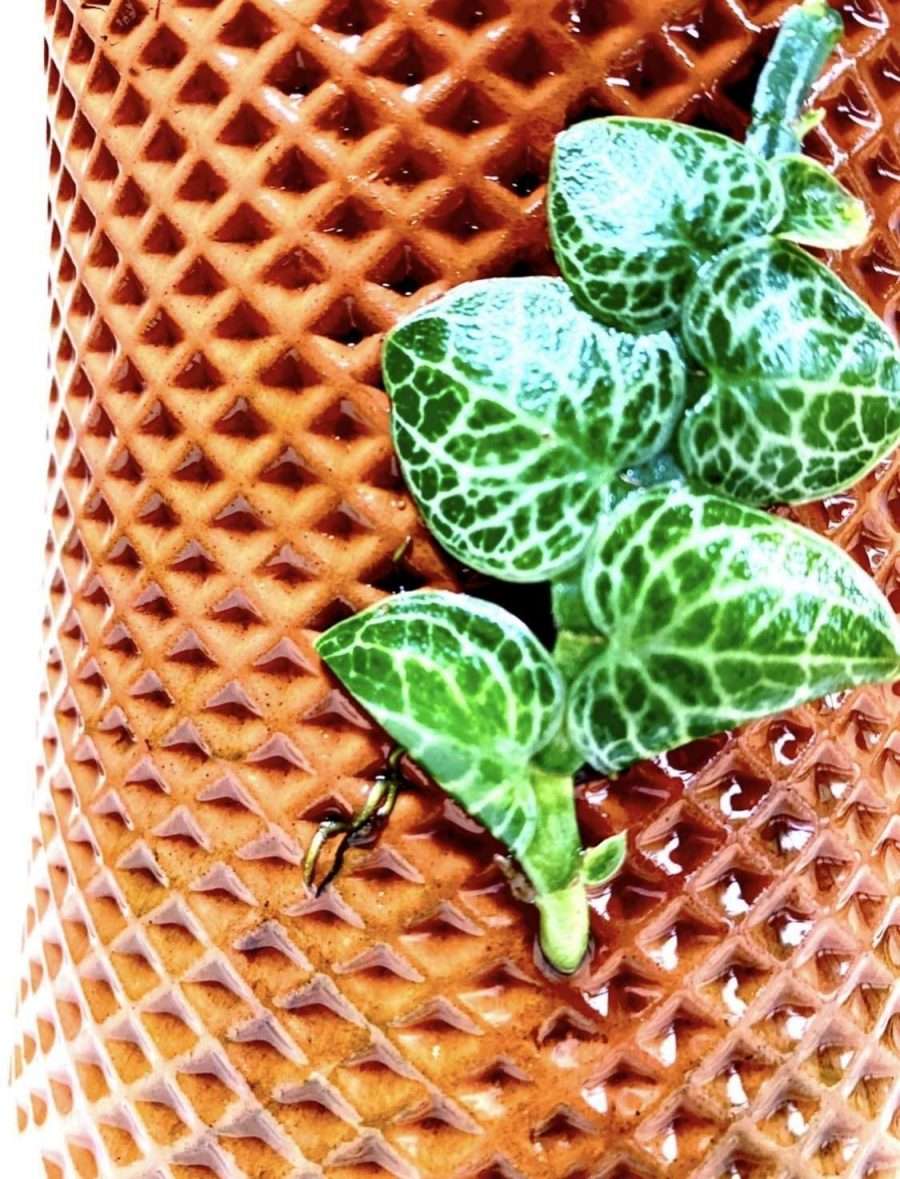 Terracotta Self Watering Ceramic Pot - Image 3