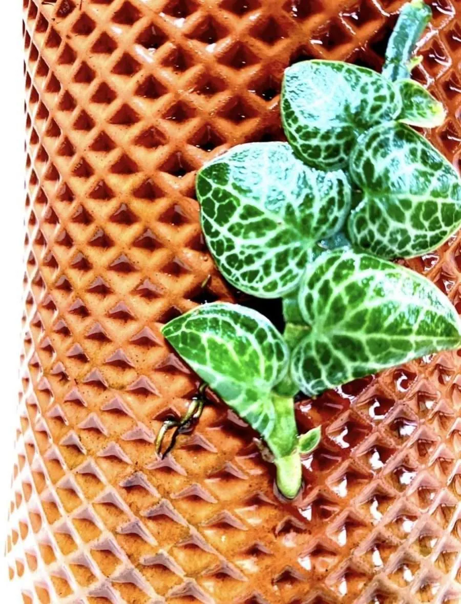 Terracotta Self Watering Ceramic Pot - Image 3