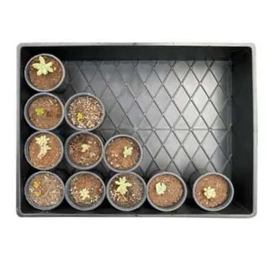 Multipak Large Tray