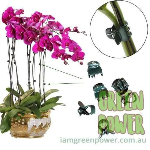 Orchid Clips - Image 7