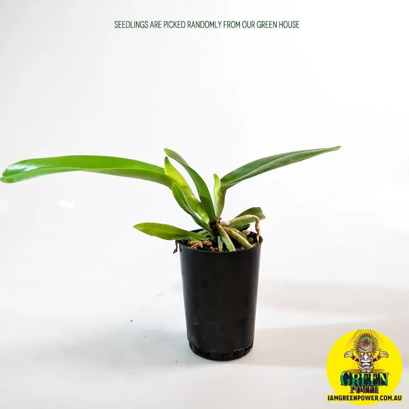 www.iamgreenpower.com.au brisbane gardening supplies Cattleye orchids seedings in queensland australia. 50mm 80mm 120mm sizes from our green house.