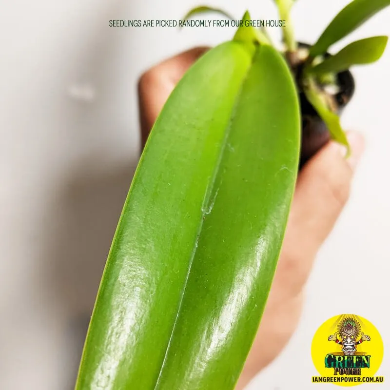 www.iamgreenpower.com.au brisbane gardening supplies Cattleye orchids seedings in queensland australia. 50mm 80mm 120mm sizes from our green house.