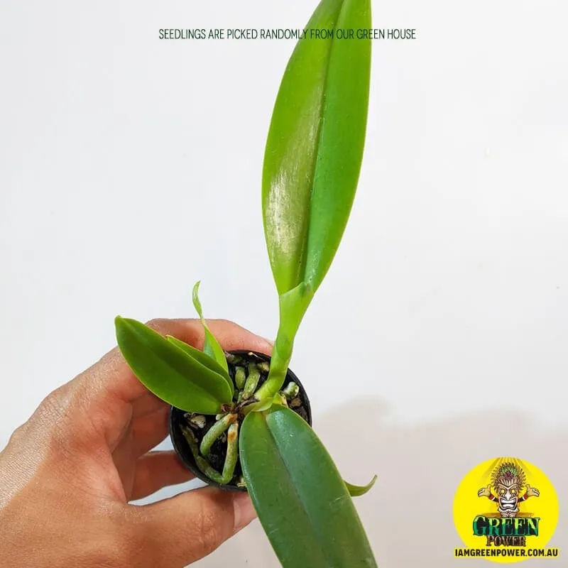 www.iamgreenpower.com.au brisbane gardening supplies Cattleye orchids seedings in queensland australia. 50mm 80mm 120mm sizes from our green house.