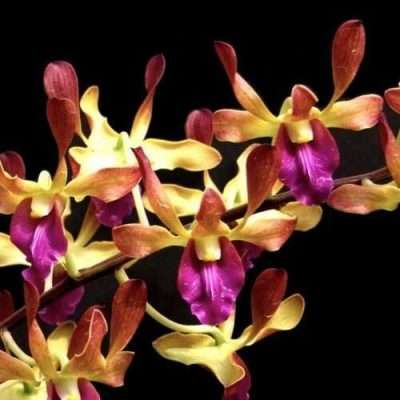 Dendrobium Hai Sing