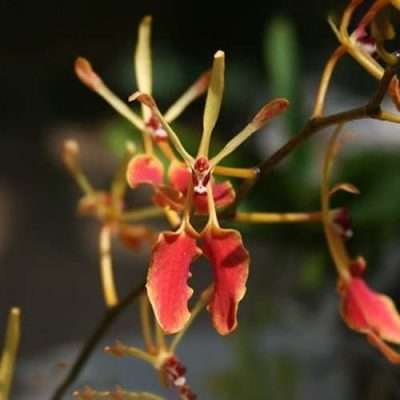 Renanthera Vietnamensis