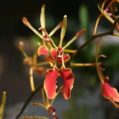 Renanthera Vietnamensis