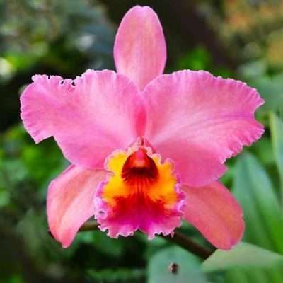 Blc. George King Serendipity