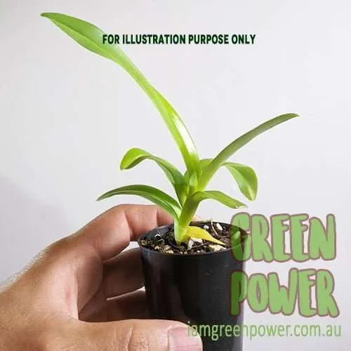 Dendrobium Helen Patricia x Stratoites Curly - Image 2