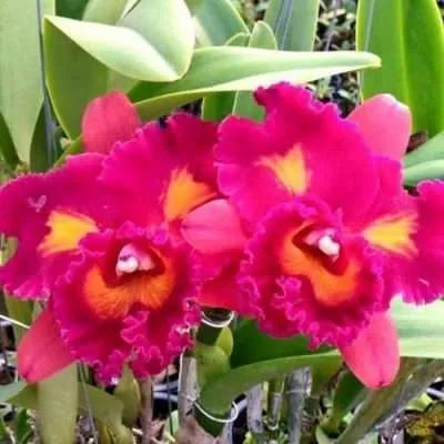 Cattleya Rlc. Hall of Fame No.2