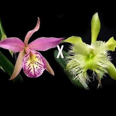 Rhyncholaelia digbyana x Bc. Tetradip ‘Junko‘