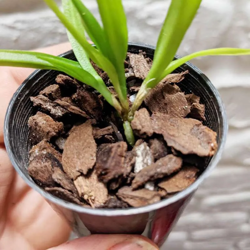 Rhyncholaelia digbyana x Bc. Tetradip ‘Junko‘ - Image 4