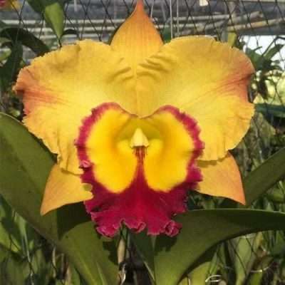 Cattleya Rlc. Saeng U-sa