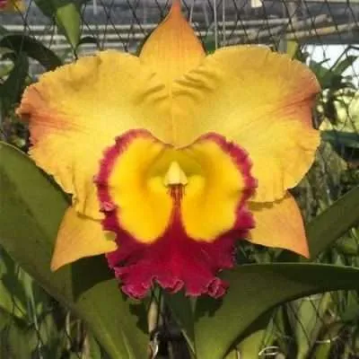 Cattleya Rlc. Saeng U-sa