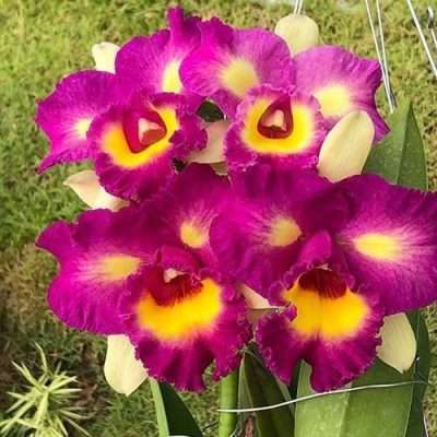 Rhyncholaeliocattleya Thaksina Candy