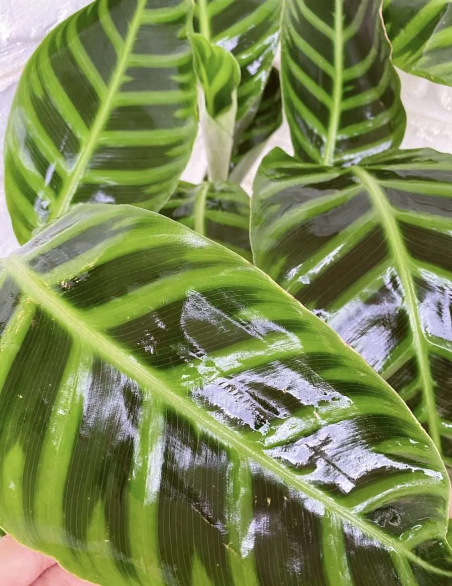 Green Power Neem Oil Protect Spray - Image 3