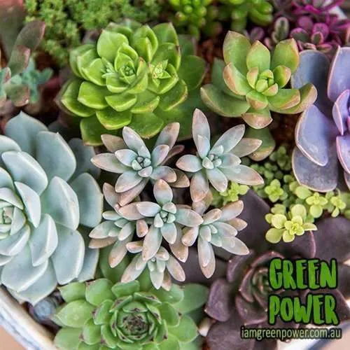 Jiffy Succulent Mix - Image 3