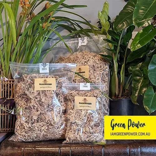 5 Star CHILEAN Sphagnum Moss - Fine grade - Image 4