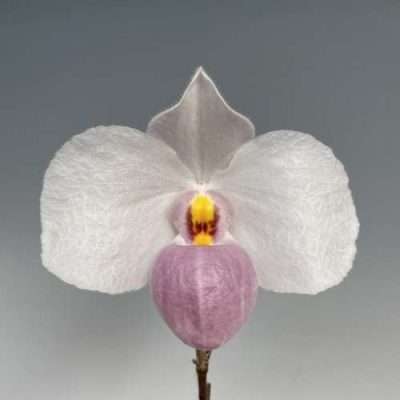Paphiopedilum Delenatii x Sib