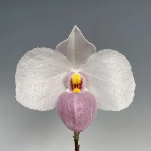 Paphiopedilum Delenatii x Sib