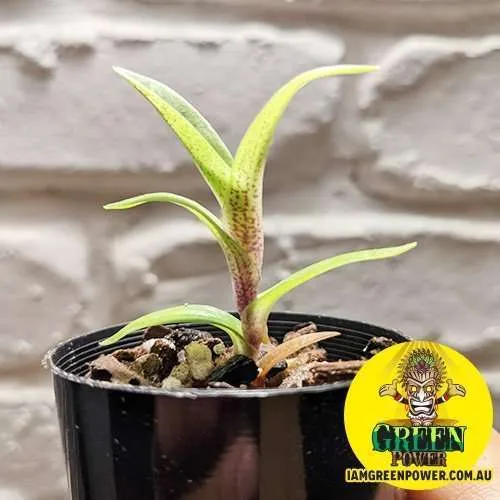Paphiopedilum Delenatii x Sib - Image 2