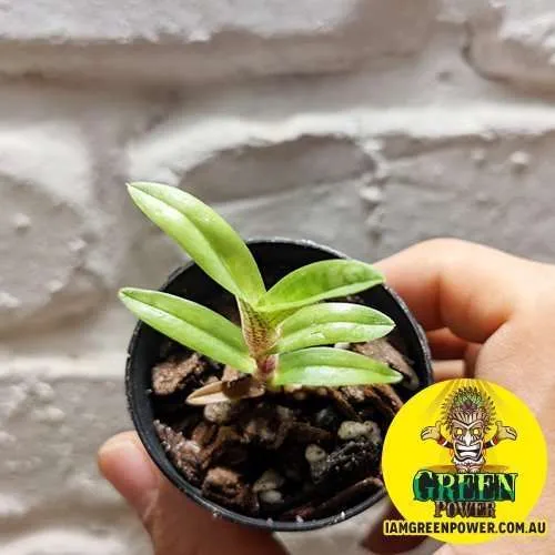 Paphiopedilum Delenatii x Sib - Image 4