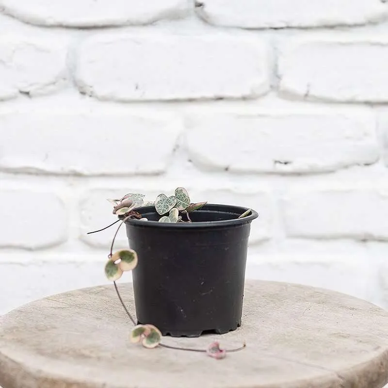Ceropegia Woodii Variegated chain of hearts - Image 4