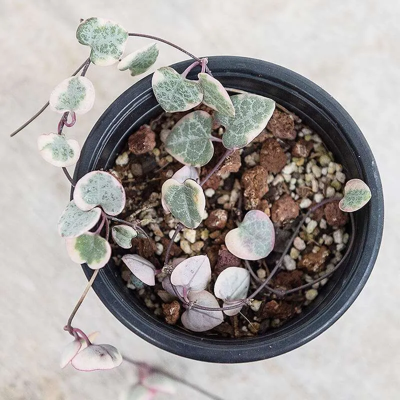 Ceropegia Woodii Variegated chain of hearts - Image 2