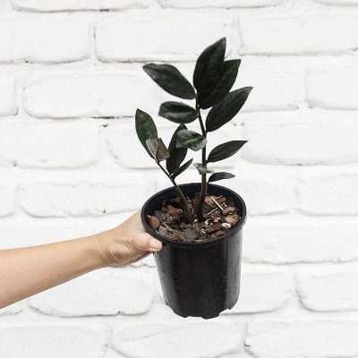 Zamioculcas Raven - Black ZZ Plant