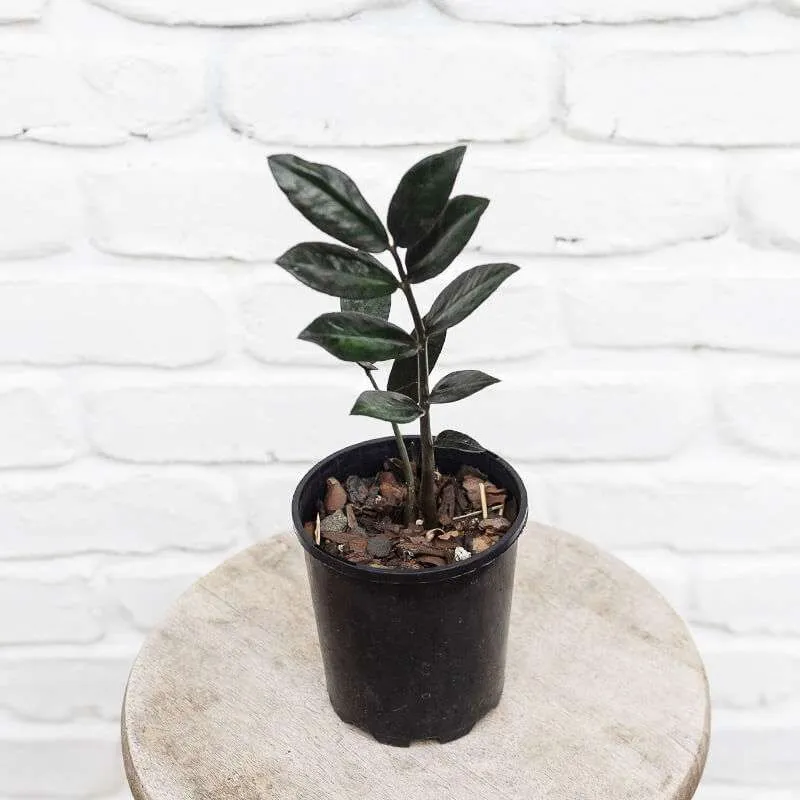 Zamioculcas Raven - Black ZZ Plant - Image 3