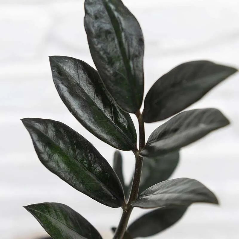 Zamioculcas Raven - Black ZZ Plant - Image 2