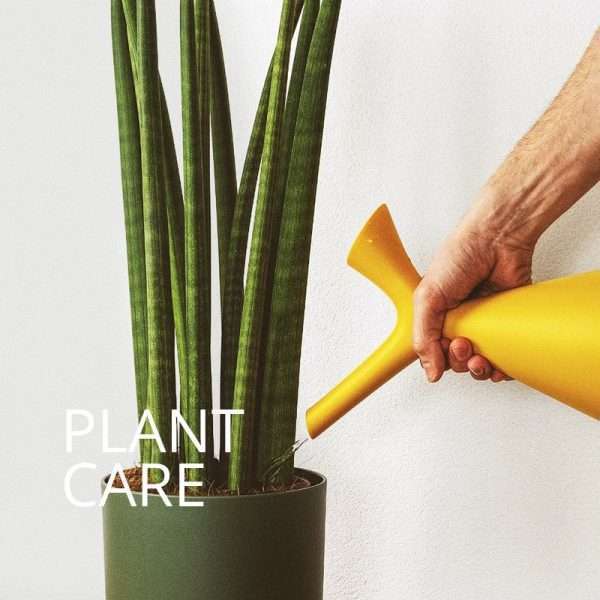 website-cat-plant-care