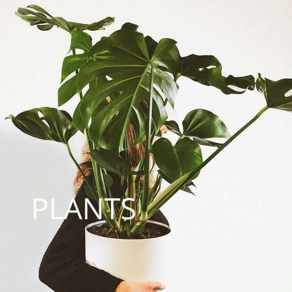 website-cat-plants-v2
