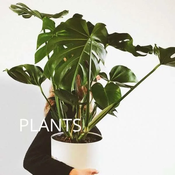 website-cat-plants-v2