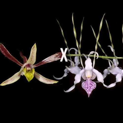 Dendrobium Helen Patricia x Stratoites Curly
