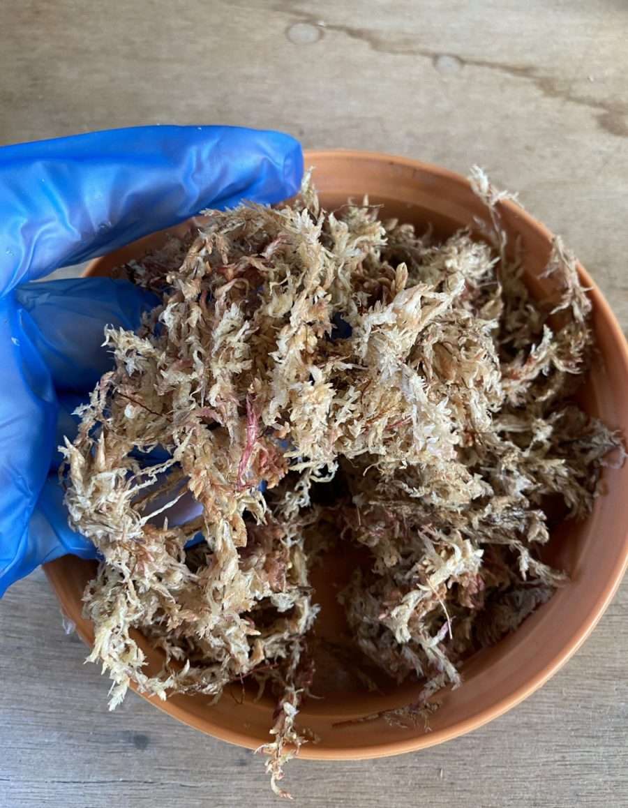 Peruvian Sphagnum Moss Gold Grade - Image 3